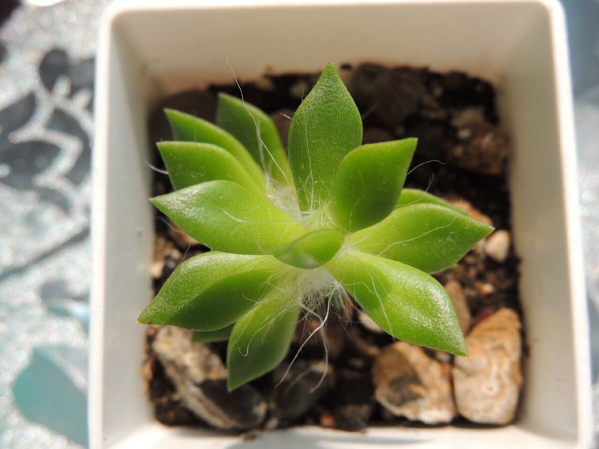 1. Anacampseros rufescens