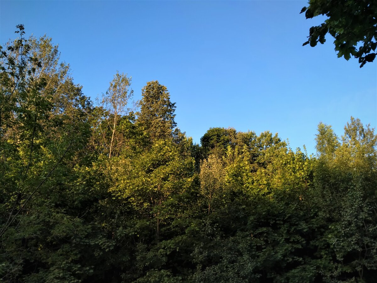 Парк утром в 5:30