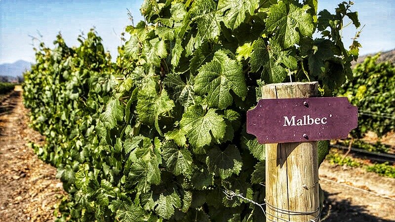 Плантации Malbec в Провинции Mendoza