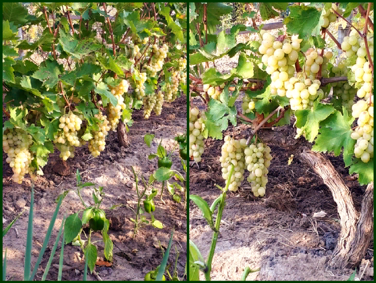 Половина урожая собрана, вторая пусть еще недельку повисит на солнышке