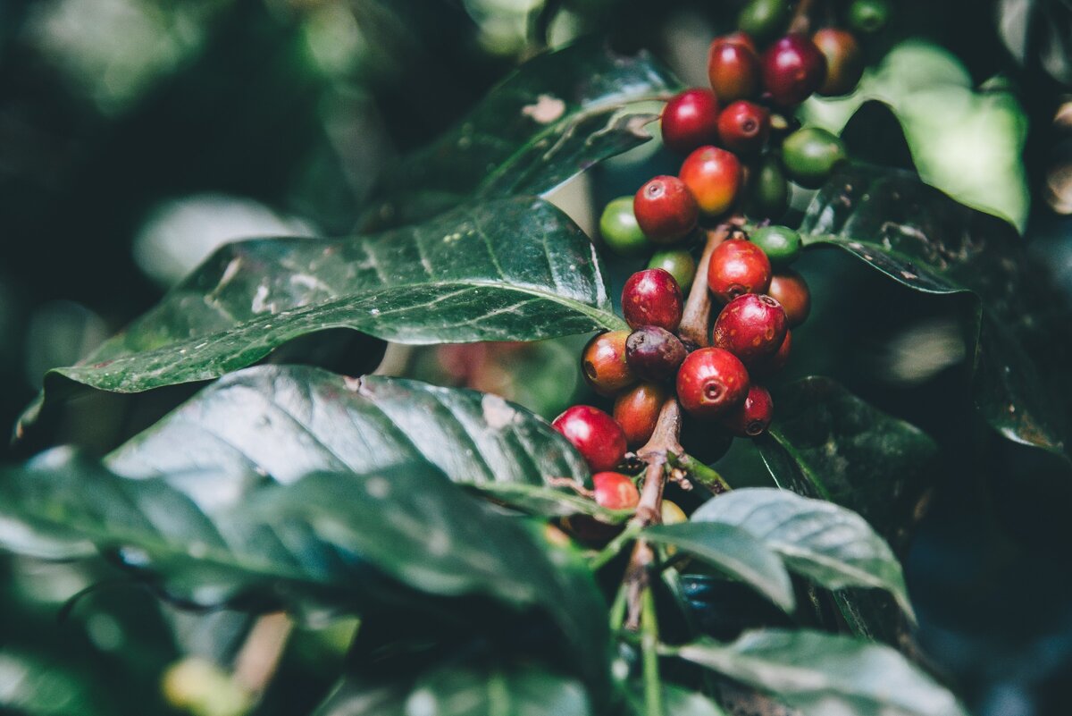 Кофейное дерево можно вырастить дома