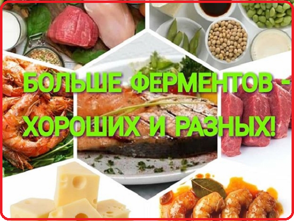 Ферменты