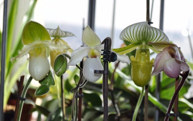 ОРХИДЕЯ ПАФИОПЕДИЛУМ (Paphiopedilum) Венерин Башмачок | ОРХИДЕЙНЫЙ ДОМИК | Дзен