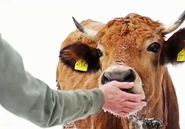 Коровы отвечают на вопрос. Пушистый теленок с зубами Мем.