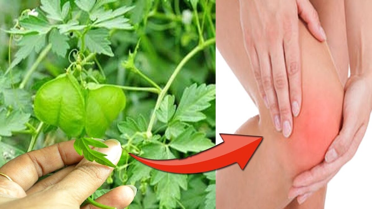 Растения для укрепления костной ткани