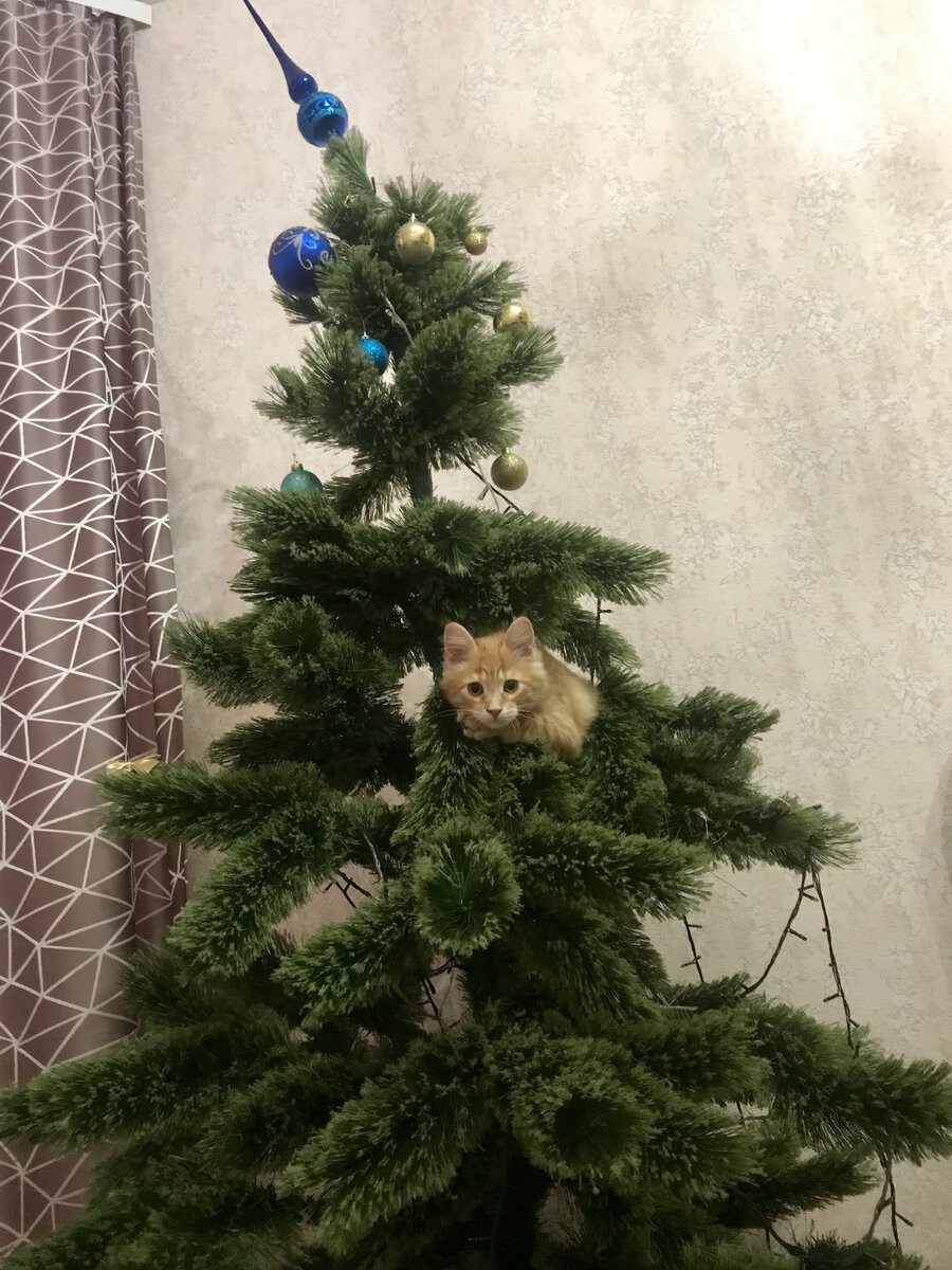 На фото котенку 3,5 месяца и в таком виде наша ёлка провела месяц пока мы не убрали.