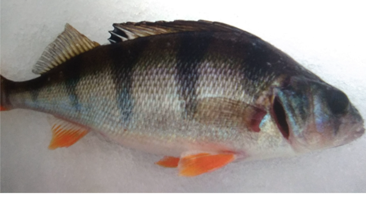                                                                            БЕЗМОТЫЛКА