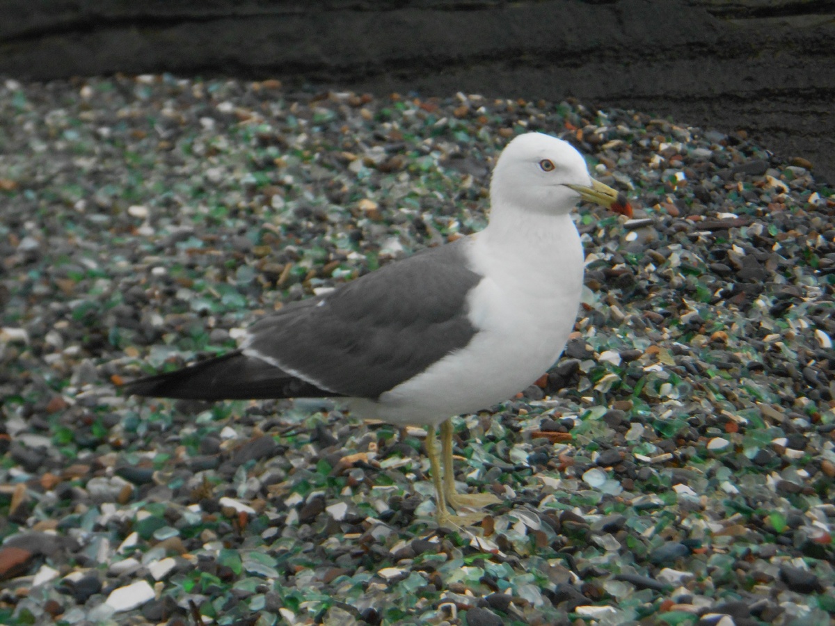 Тихоокеанская морская чайка (большая белоголовая чайка), - Larus schistisagus.