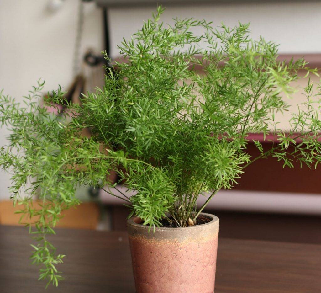 Asparagus Sprengheri ASPARAGUS FERN Live Plant in 4 1/2 Pot - Etsy Plantas jardi