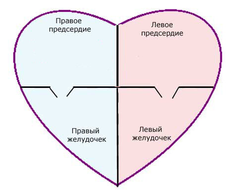 Сердце человека и его камеры схема