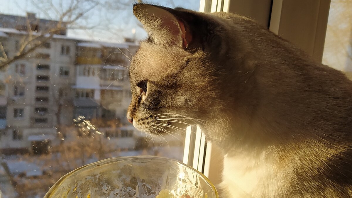 Два кота. Очень жадный кот. Жаждущий успеха коты. Парень с кошкой. Жаждущий успеха коты.