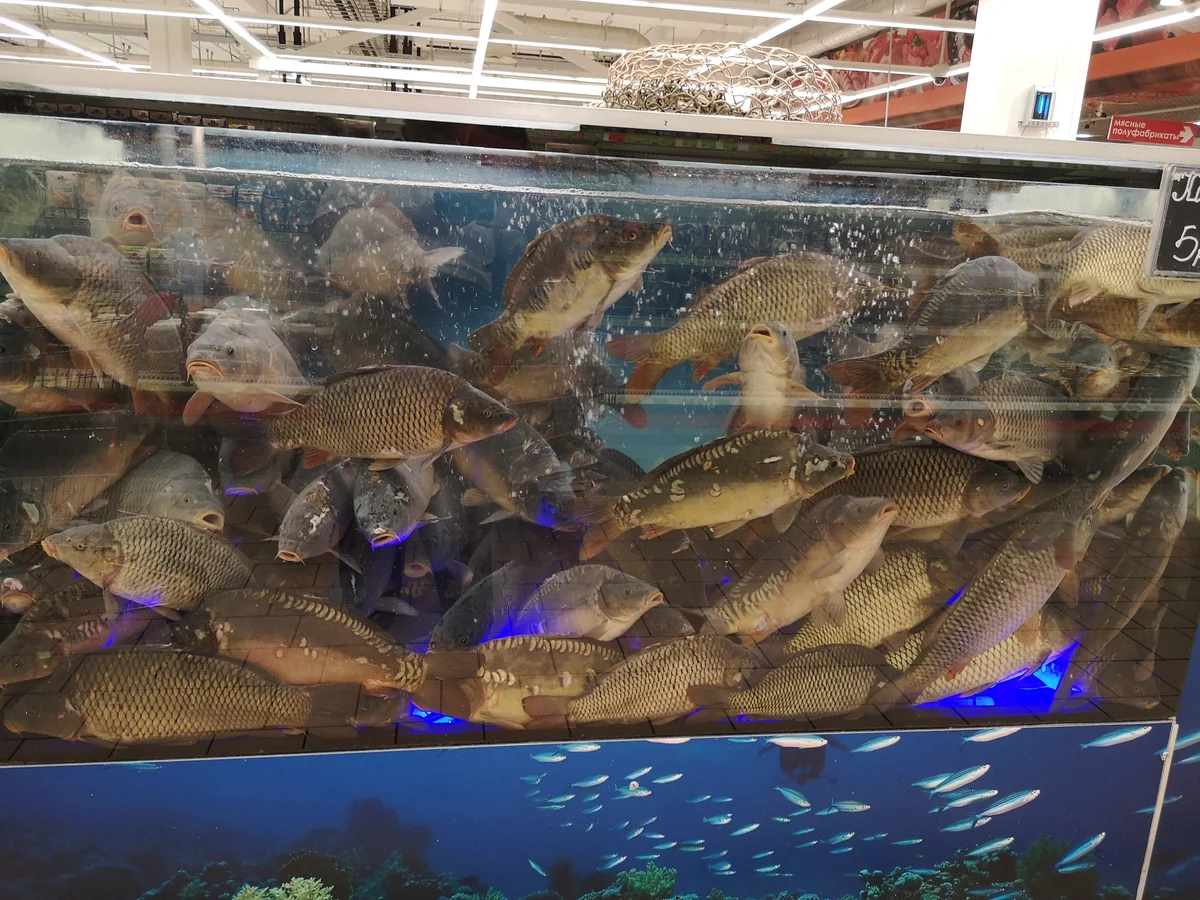 Где купить живую рыбку. Живая рыба в магазине. Живая рыба в магазине в аквариуме. Супермаркет Живая рыба. Живая рыба из магазина в аквариум.