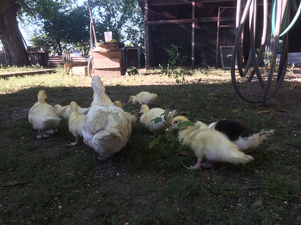 Утята были подложены другой индоутке, которая их приняла к своим и растила дальше.