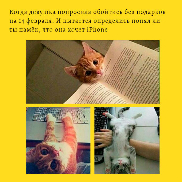 I need attention. Поскользнулся упал очнулся гипс. When играешься с котом. Why you ignore me mem.