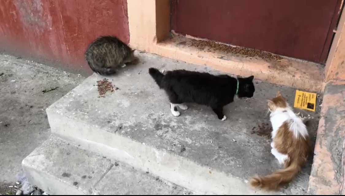 Бездомные котики