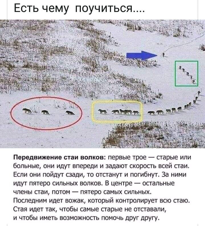 Передвижение стаи волков 