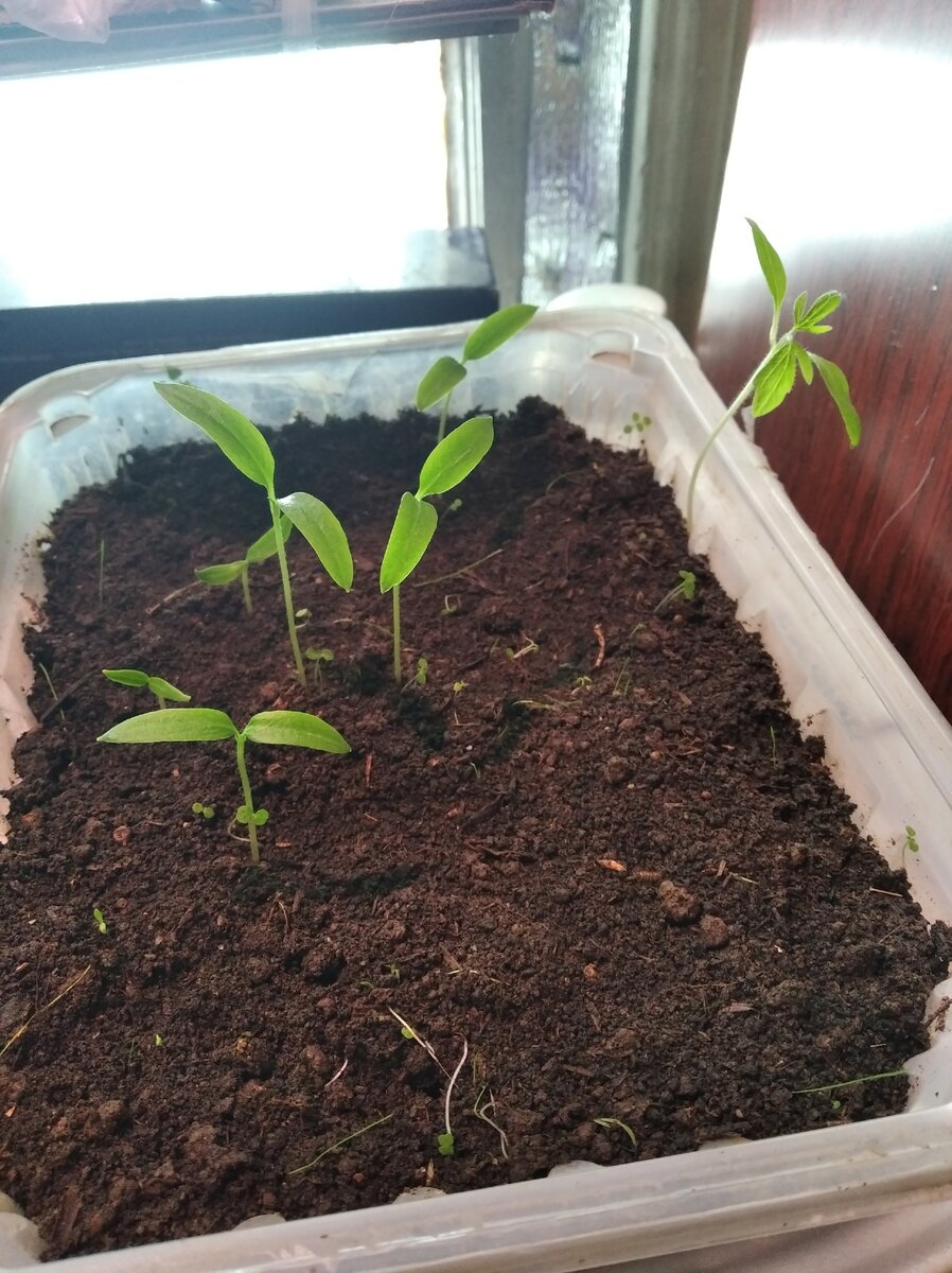 Посеяла 18.02. Остальные не взошли, за то каким то образом там взошел томат. 