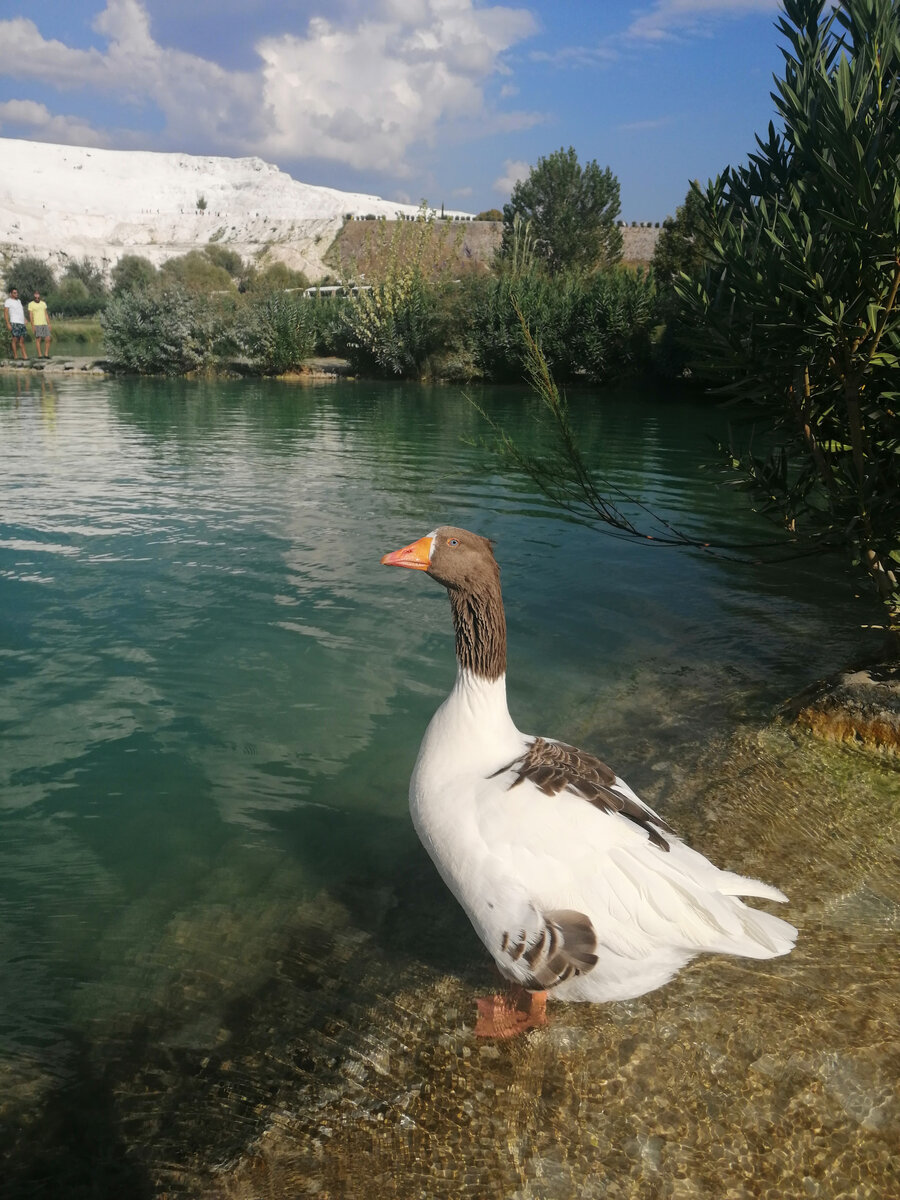 Всем привет!