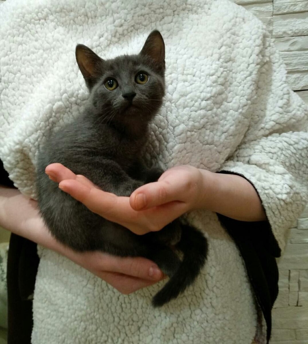 Молли, 2 месяца                                             (можно листать)