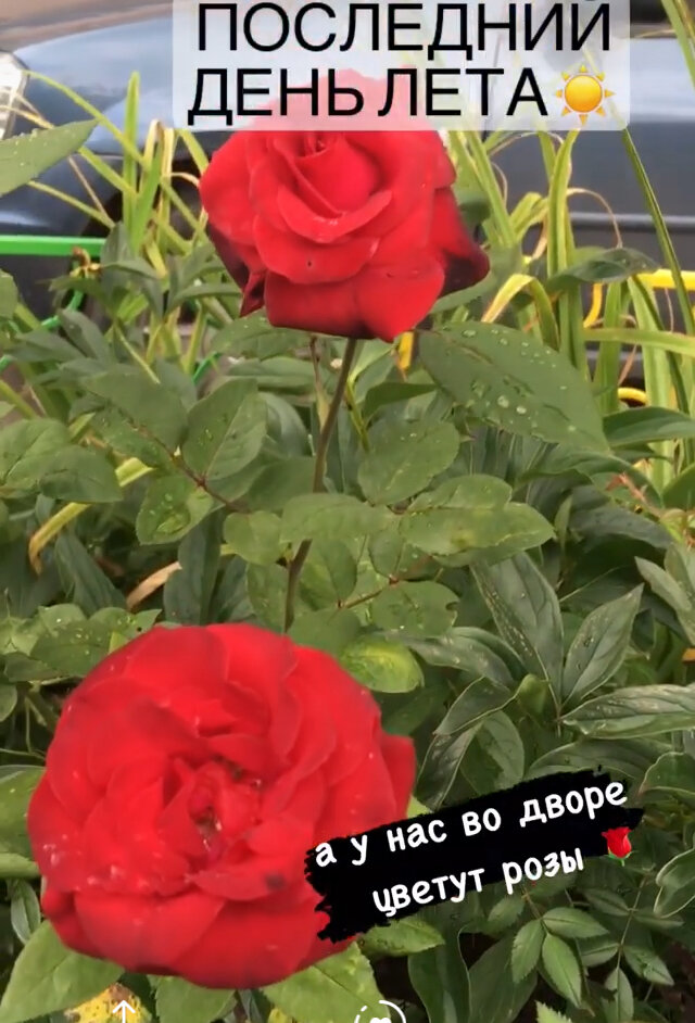 Розы, растут во дворе