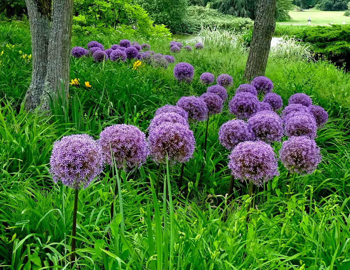 Растение allium. Аллиум Меркуриус. Аллиум Гладиатор растение. Лук аллиум. Луковичные аллиум.