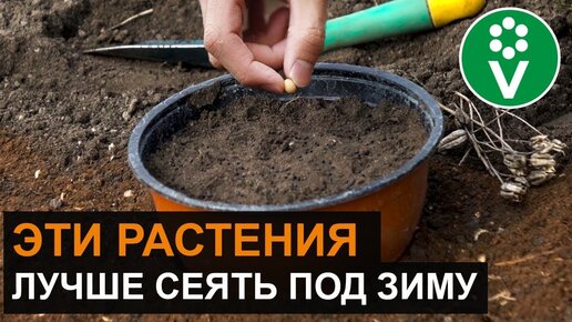 Хитрости Посадки ПОД Зиму цветов и овощей