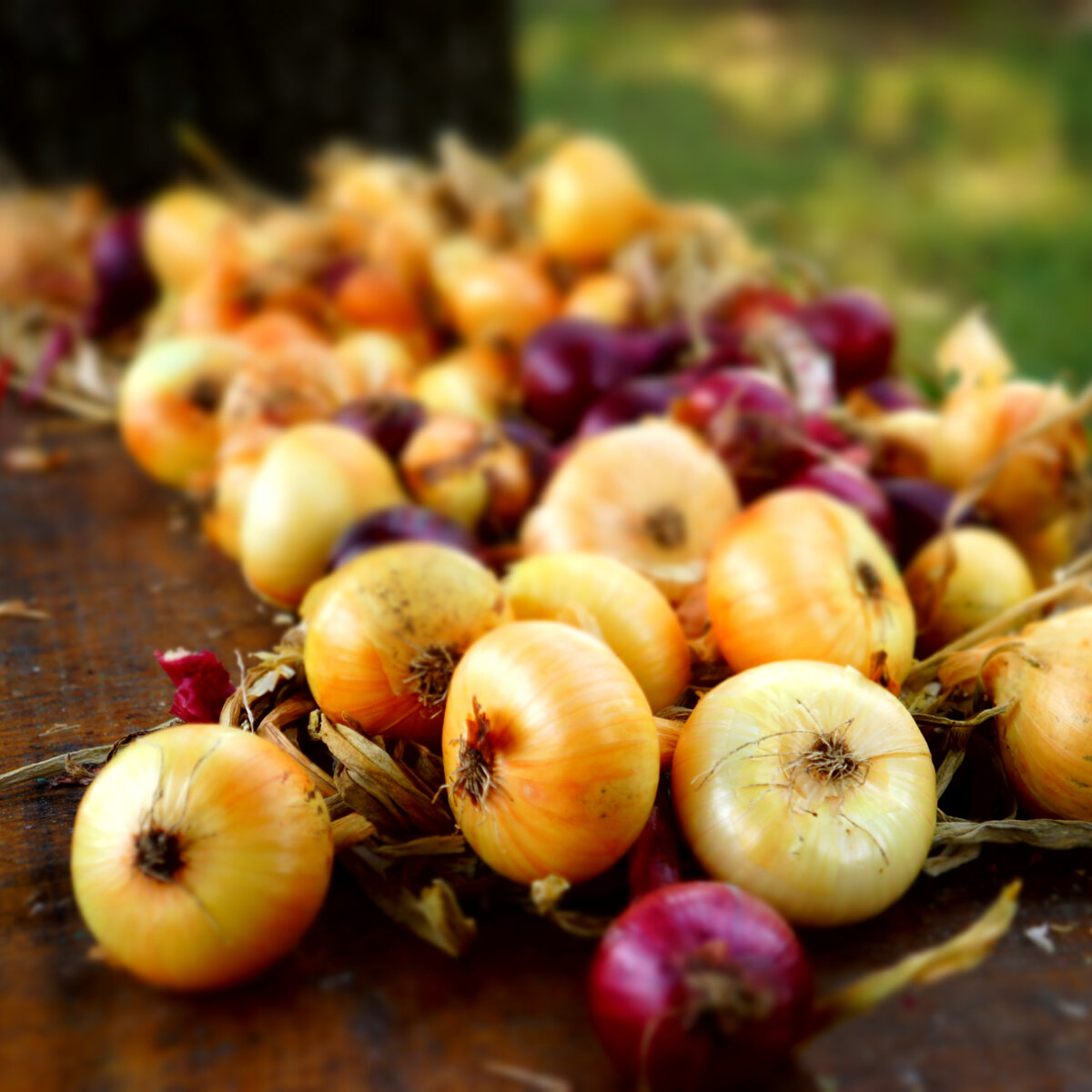 Лук в косах - освободилась грядка