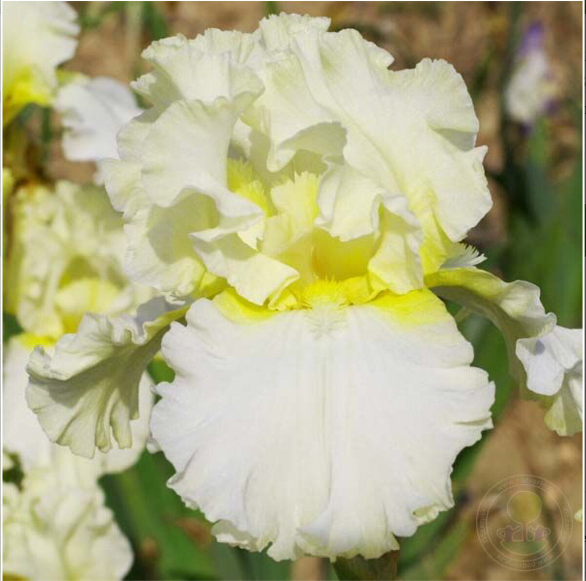Ирис Девоншир Крим (Iris Devonshire Cream). Превосходный ирис, и этим всё сказано! Кремово-белые стандарты и широкие чисто-белые фолы с изящной гофрировкой. Лимонные бородки и такого же цвета пятна в основании фолов красиво освещают центр цветка. Обильно цветущий и устойчивый сорт. Поздний 90 см.
