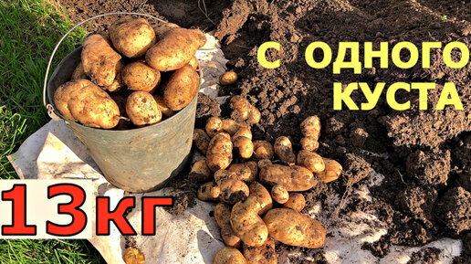 Рекордный урожай картошки 13 кг С КУСТА. Выращивание картофеля в ящике.