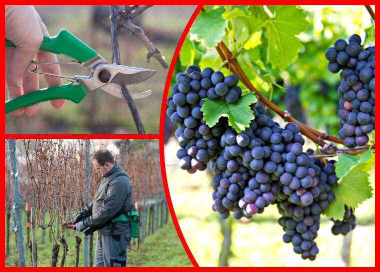 Обрезка и уход за виноградом