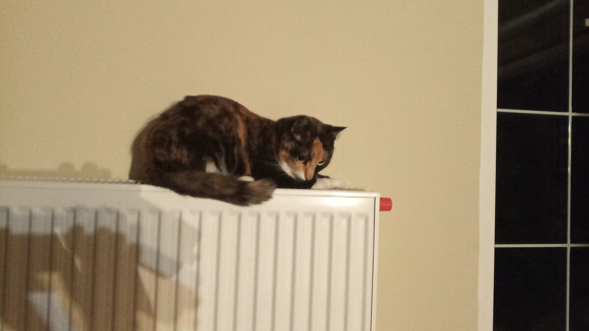 Только нагрелись батареи - Филя уже лежит на одной из них (как правило на самой большой), котел при этом для нее слишком холодный.