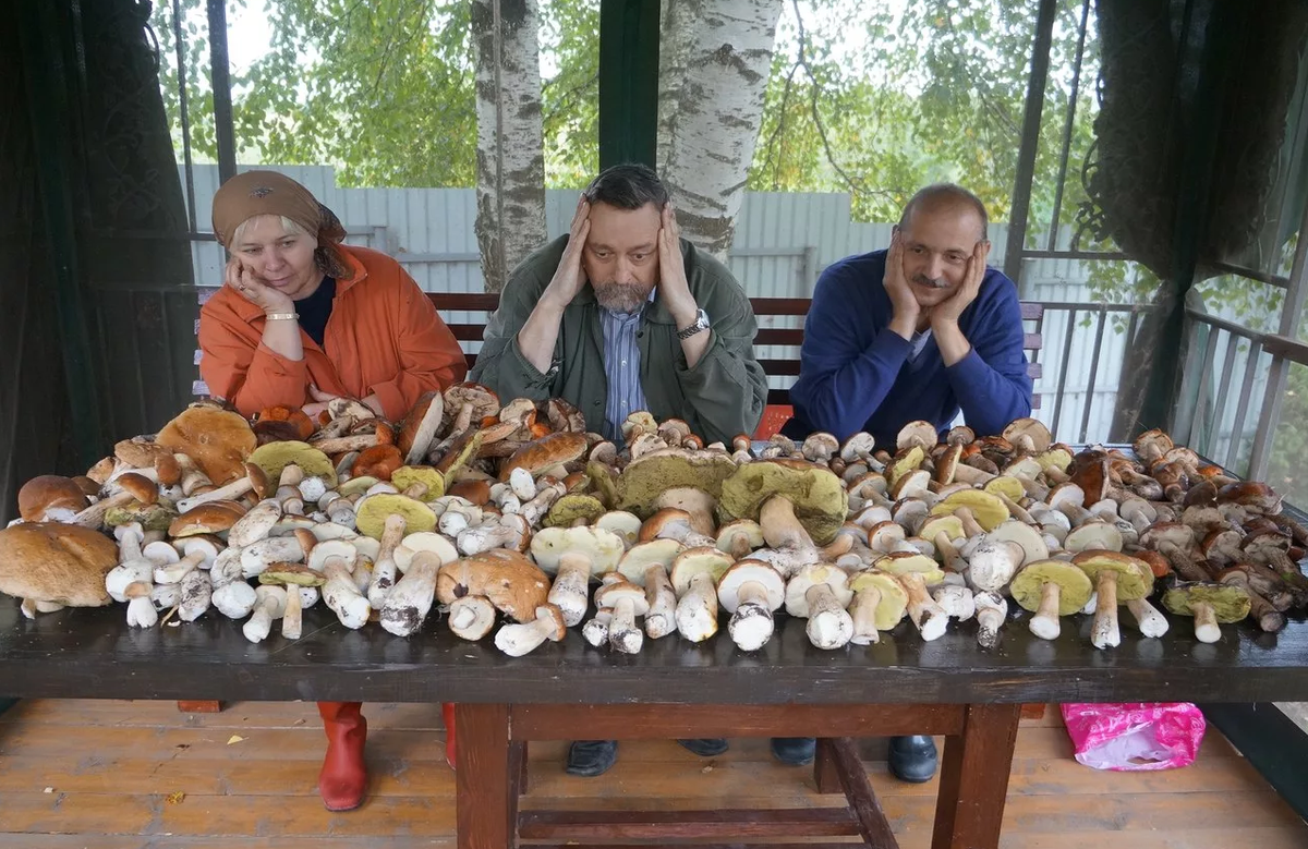 Много грибов. Собранные грибы. Куча белых грибов. Очень много грибов.