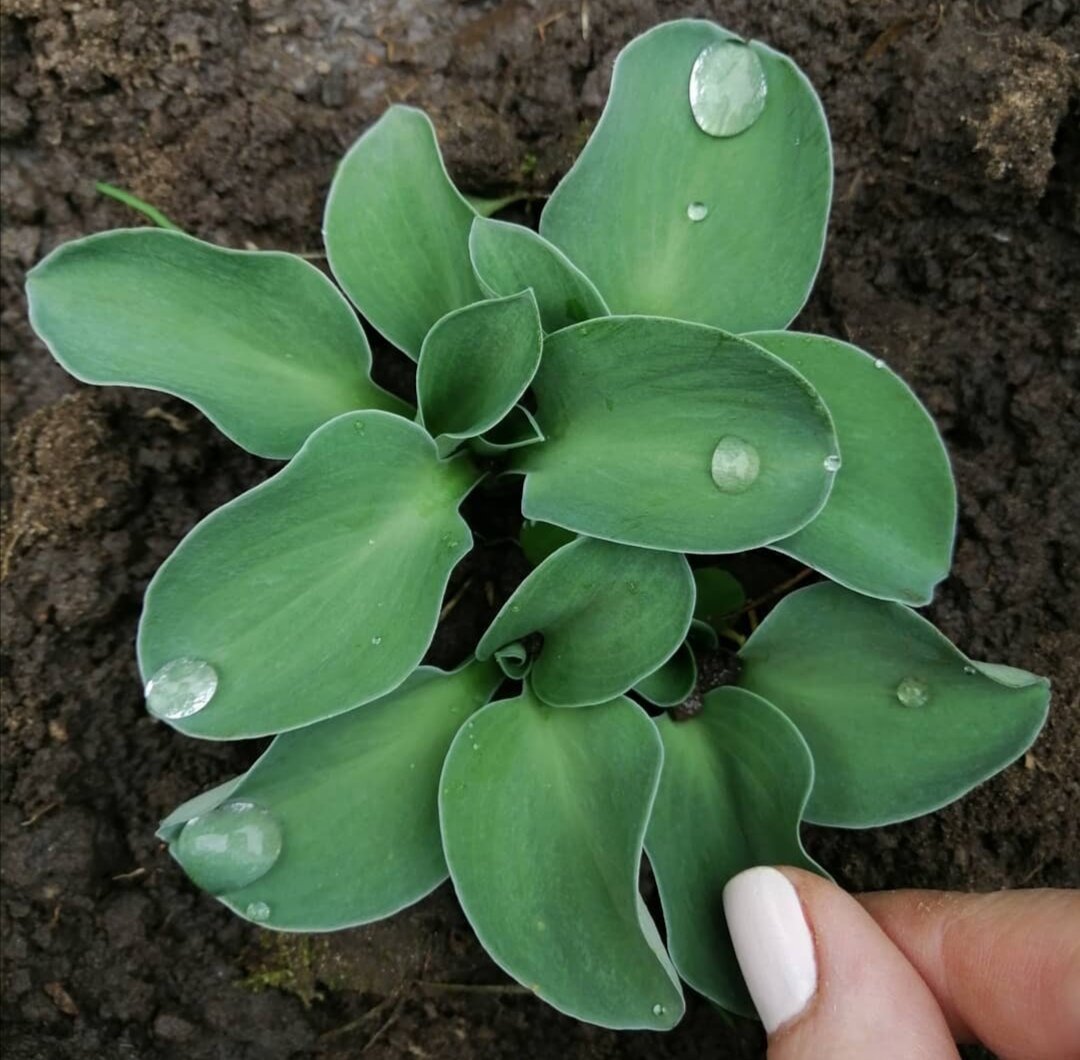 Hosta Blue Mouse Ears 