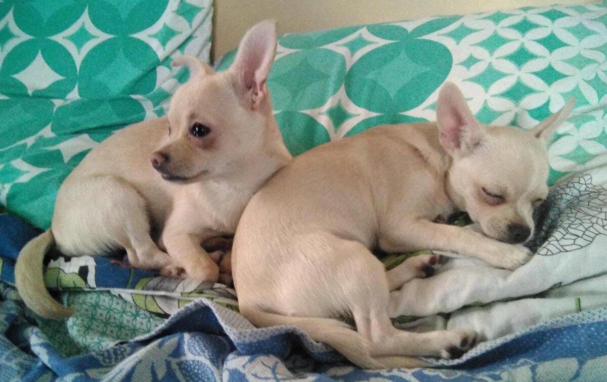 Здесь она уже с Поночкой, адаптация прошла успешно