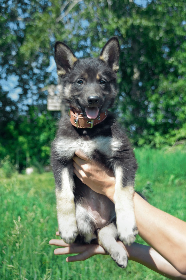 Шакира в 2 месяца