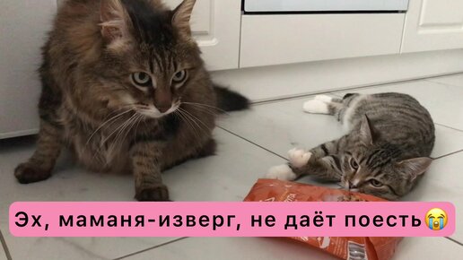 Котокараоке. Остров невезения на кошачий лад