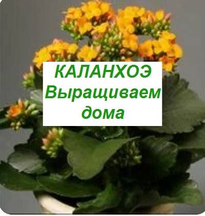 🌿 Калатея Лансифолия 🌿 растения для дома и офиса