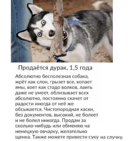 Фото: dogsforum.ru