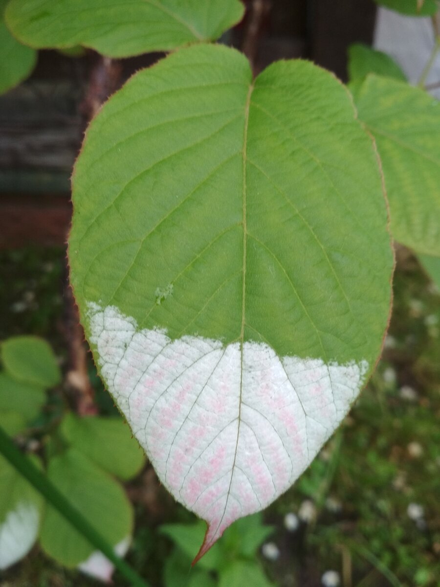 Некоторые листья сначала белеют...