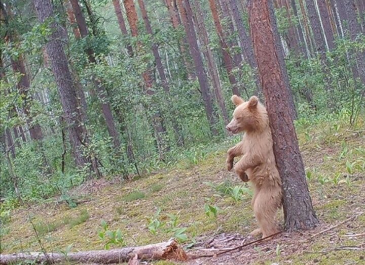 А вот и один(или одна) из наследников. 