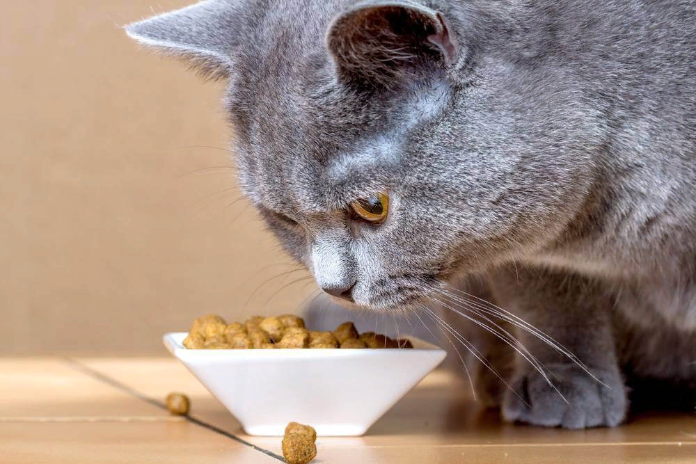Котенка то есть. Кошка кушает. Кот ест. Котик с едой. Еда для кошек