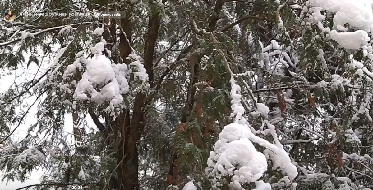 Когда-то красивое дерево кому-то сильно помешало.