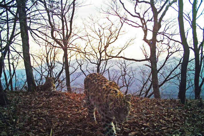 Робкое свидание. Фото отдела науки "Земли леопарда"