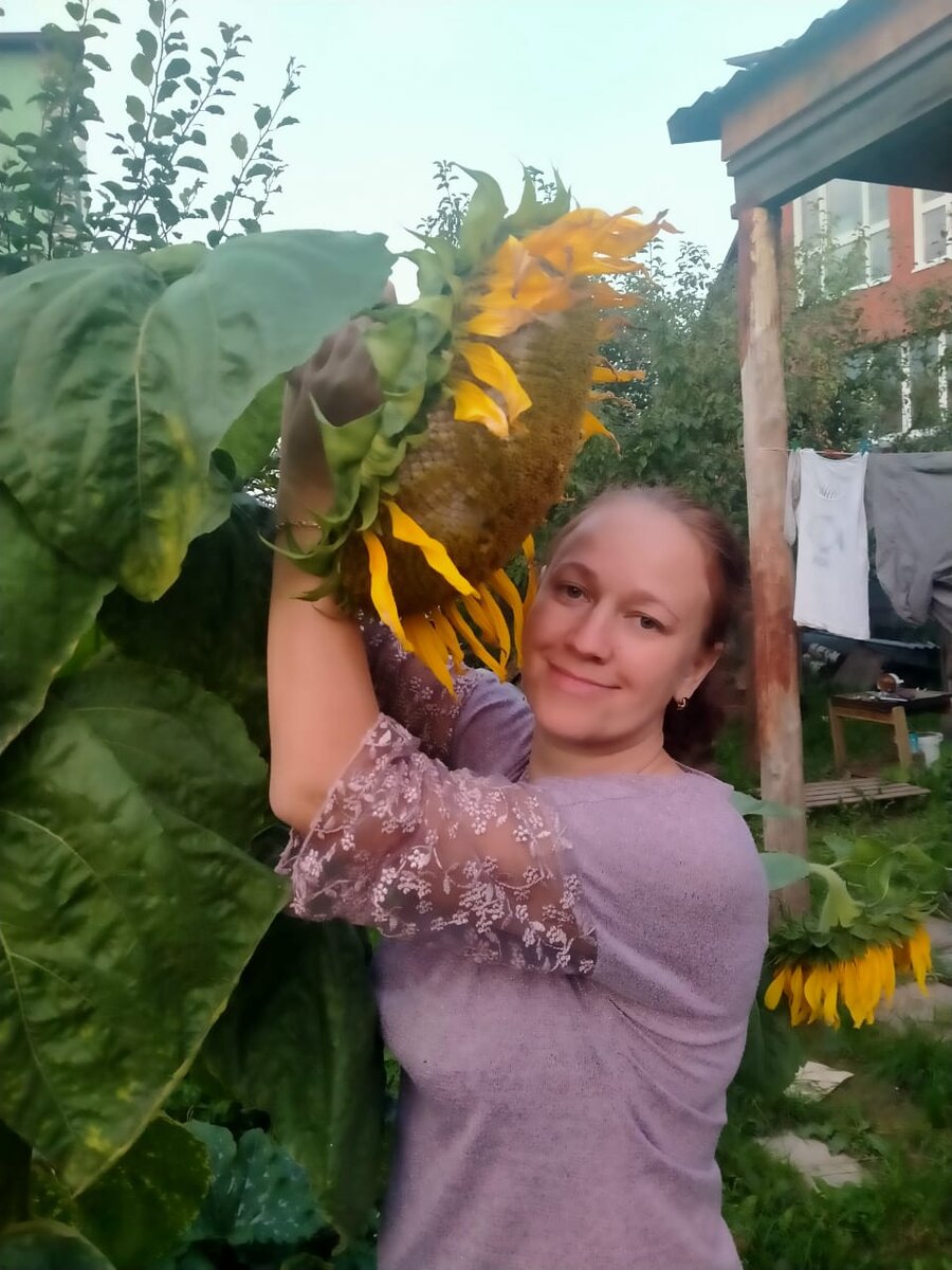 Красавец- подсолнух! Вырастила в том году. Но не сберегла. Воробьи весь склевали! ))