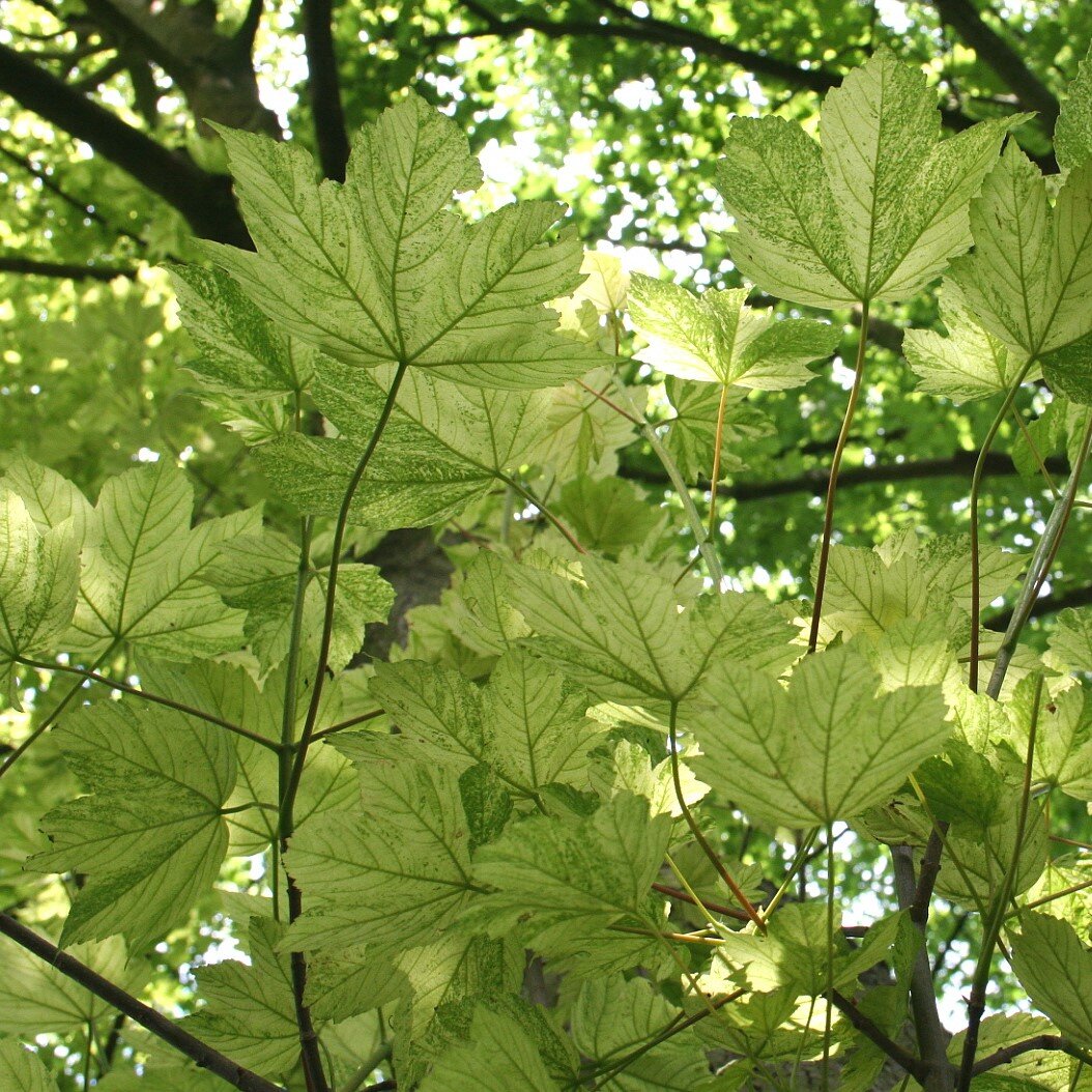 Acer pseudoplatanus 'leopoldii'