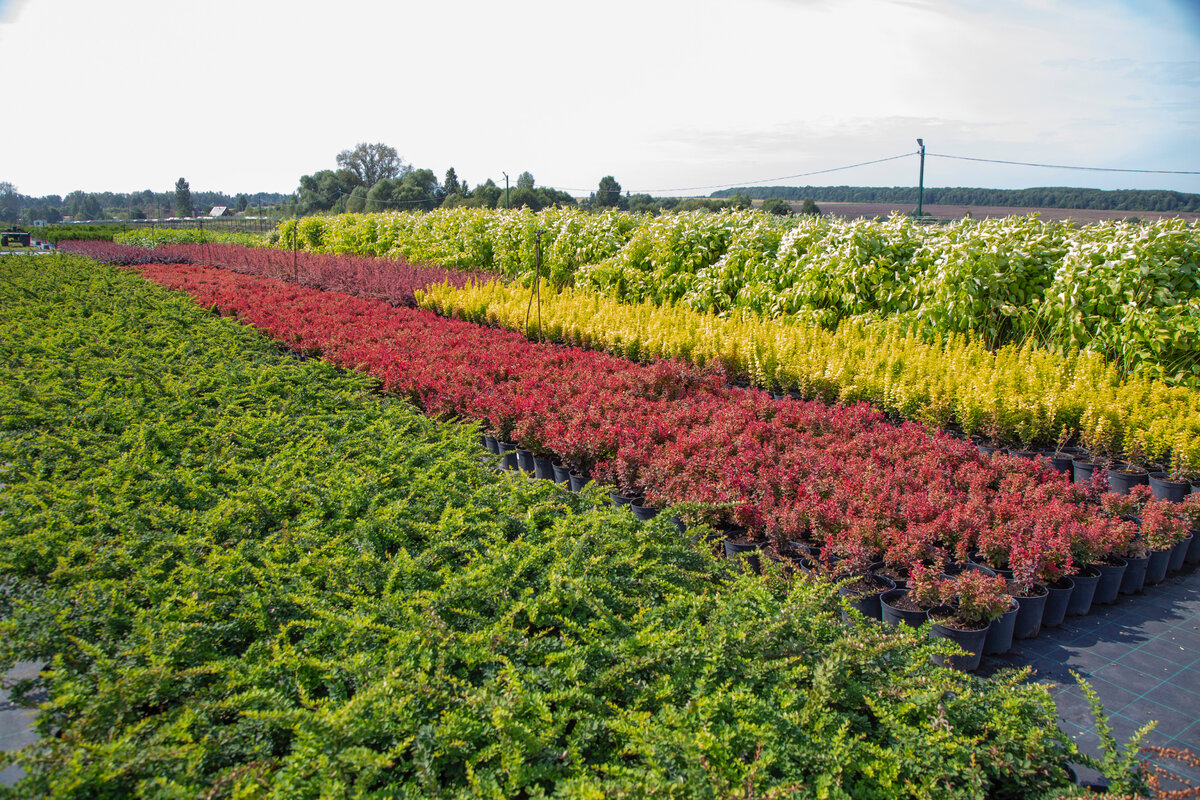 Разноцветные кустарники в питомнике растений "Венев"