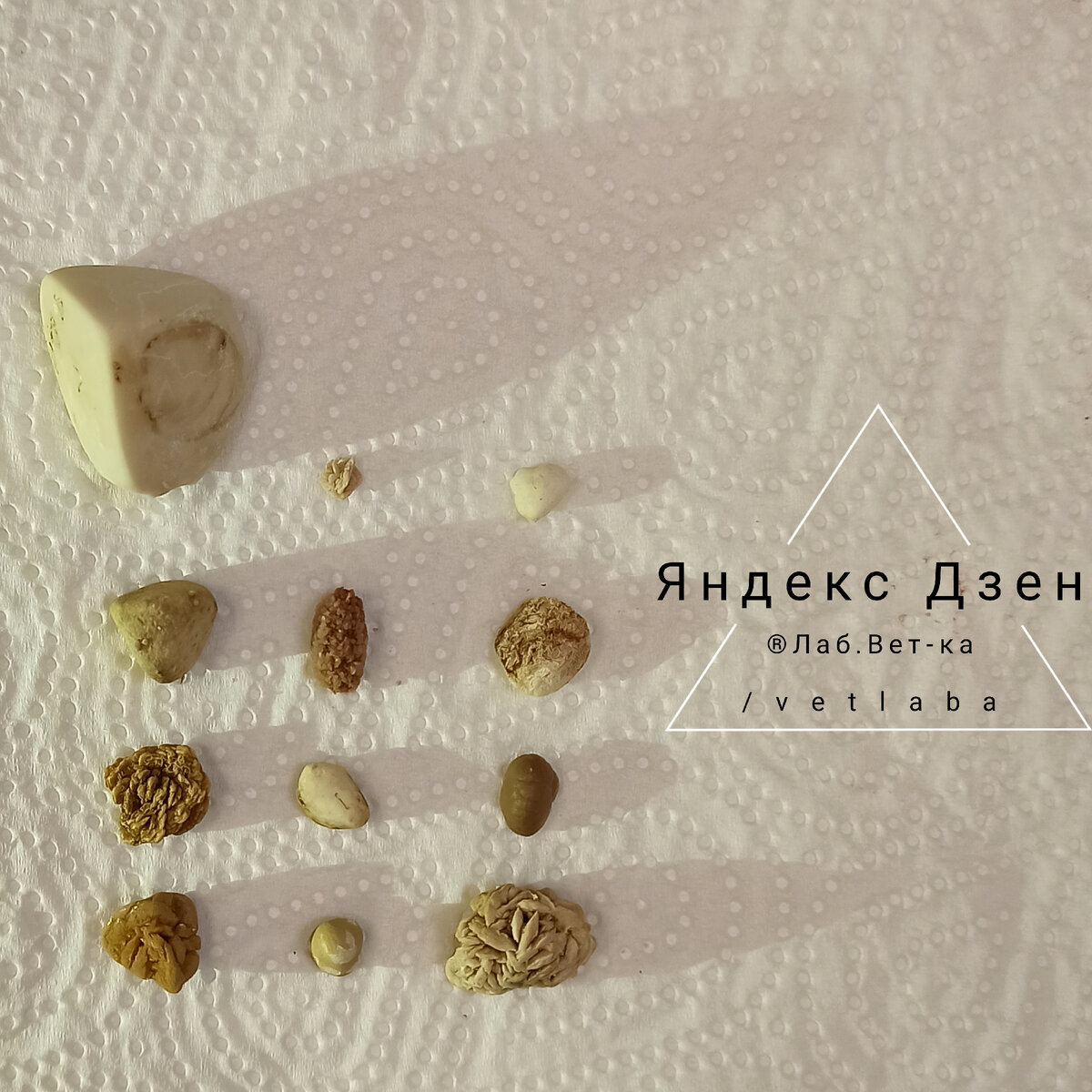 Рис. 1. Малая часть коллекции уролитов от Лаб-Вет-ка