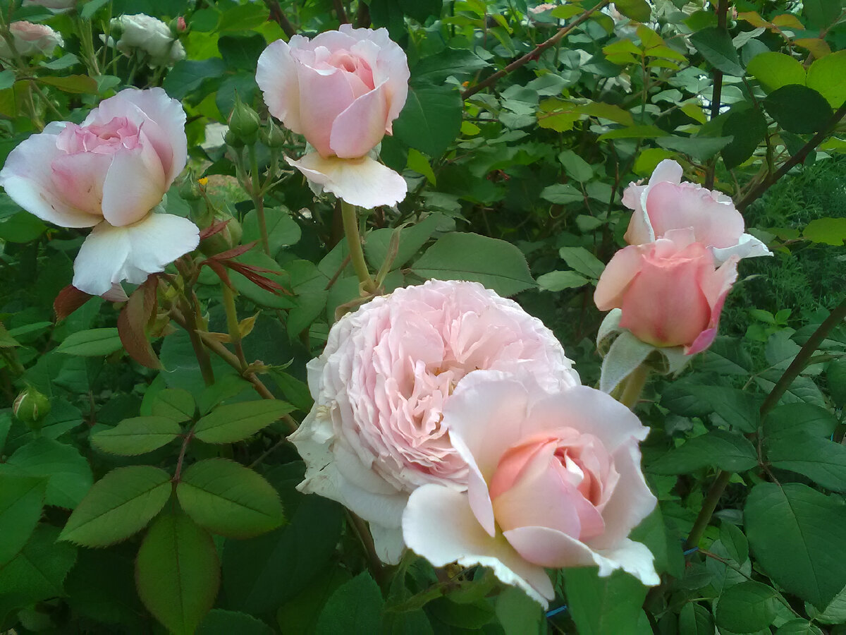 Эмейзинг Грейс первогодка 