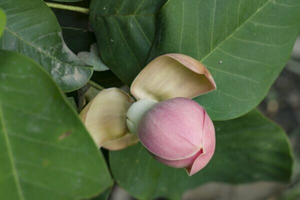    Фото: Кавказский государственный природный биосферный заповедник имени Х.Г.Шапошникова