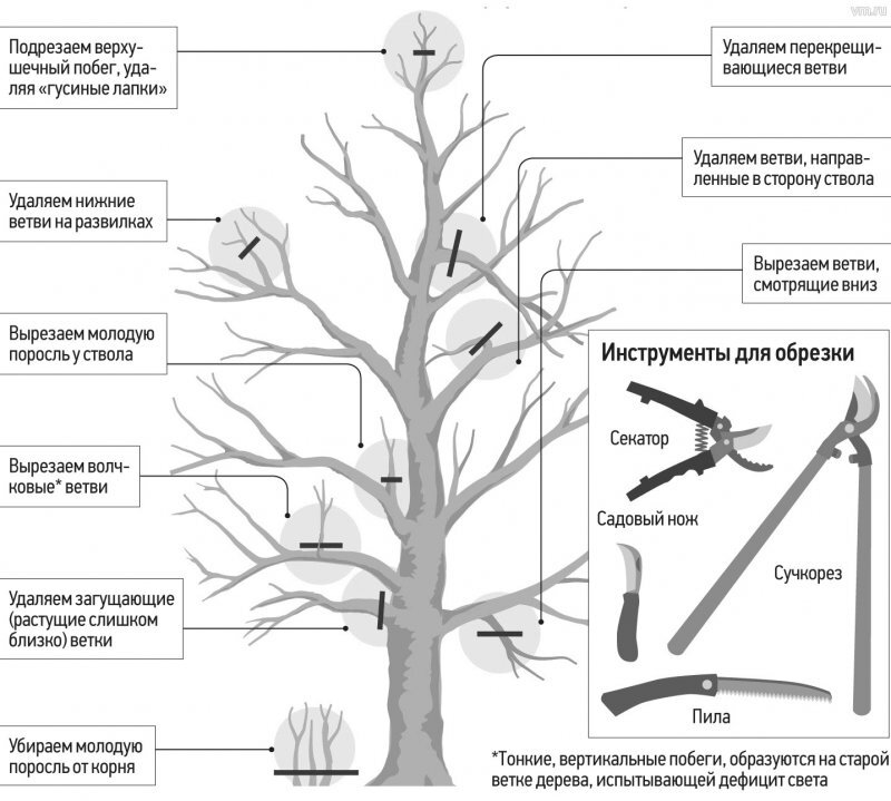 Стволы и разветвление. Обрезка яблонь весной схема. Правильно обрезать яблоню весной схема подрезки. Правильно обрезать яблоню весной. Правильно обрезать яблоню осенью схема подрезки для начинающих.
